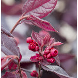 Plante loropetalum rouge en pot