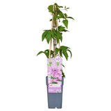 Clematis Hagley Hybrid - Ø15cm - ↕65cm