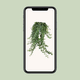 Hedera Helix Pitsburg - Hang / xxl - Ø24cm - ↕cm
