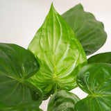 Plante artificielle Alocasia Cucullata 65 cm