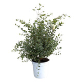 Eucalyptus gunnii - Ø21cm - ↕60cm