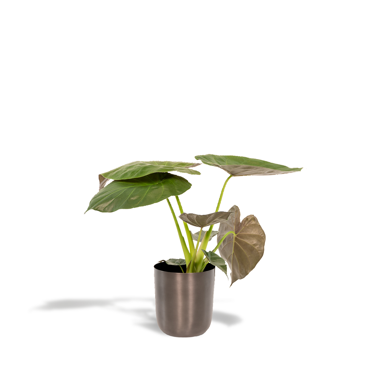 Image de diapositive