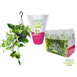 Epipremnum Pinnatum 'Marble Queen' (Hang) Moins plasic - Ø15cm - ↕cm