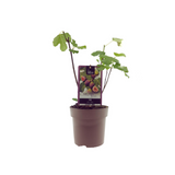 Plante artificielle Ficus Bornholm Ø15 cm H40 cm