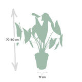 Alocasia Zébrina - Ø19cm - ↕75cm