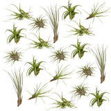 Tillandsia Air mix - 20 pièces - ø6cm - ↕6cm