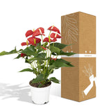 Anthurium Rouge - Plante Flamant - Ø17cm - ↕55cm