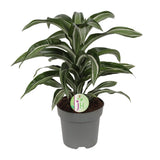 Dracaena Jade Jewel - Ø17cm - ↕50cm