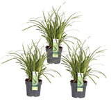 3x - Carex Morrowii 'Ice Dance' - ↨30cm - Ø14