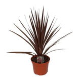 Plante Cordyline Australis rouge