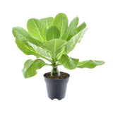 Brighamia marqué «Hawaii Palm» P12 - Ø12cm - ↕37cm