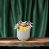 Tradescantia Sweetness 10,5cm - Ø10,5cm - ↕10cm