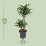 Dracaena Jade Jewel 45-15 - Ø19cm - ↕80cm