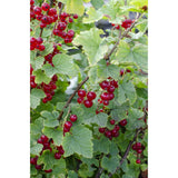 Ribes rubrum 'Jonkheer van tets' - Aalbes - Ø13cm - ↕45cm