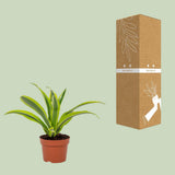 Vue rapprochée de la Dracaena Lemon Lime - détails des feuilles