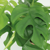 Kokodama Monstera Minima Hang (plante de trou) - 2 pièces - Ø15cm - ↕25cm