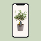Plante d'olivier artificielle en résine - Ø16 cm - 35 cm