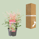 Nandina Dom. 'Twilight' - Ø19cm - ↕30cm