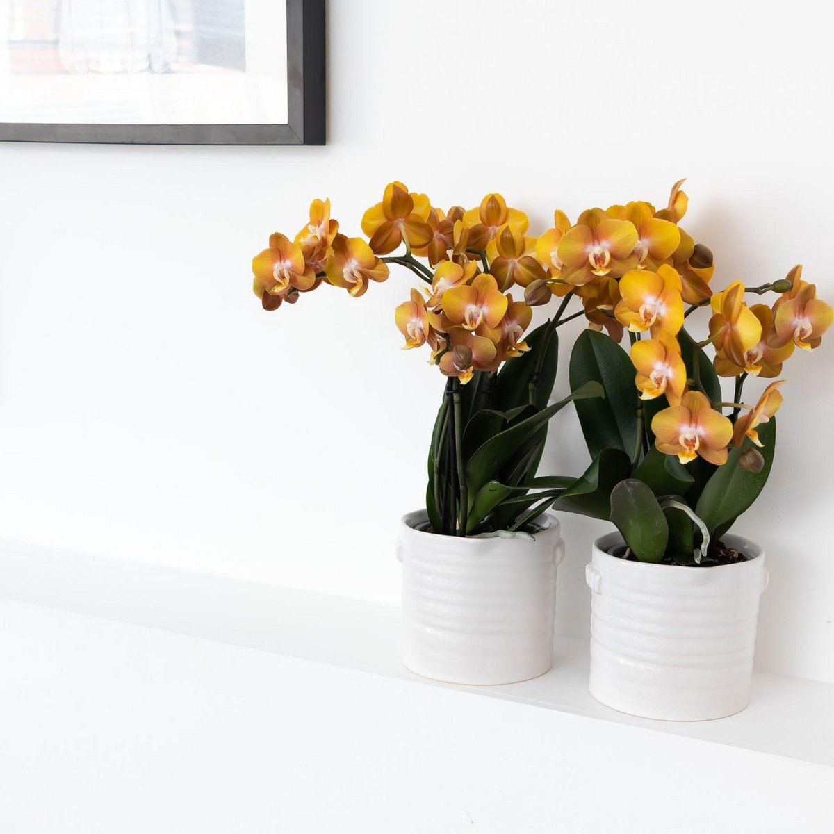 Orchidée Phalaenopsis orange en pot 12 cm