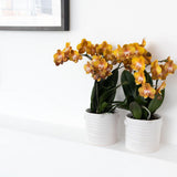 Orchidée Phalaenopsis orange en pot 12 cm