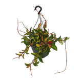 Hoya Tricolor charnu - Ø19cm - ↕20cm