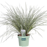 Plante Lomandra longifolia 'White Sands' vert gris