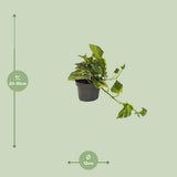Plante scindapsus N'Joy doré Ø12 cm
