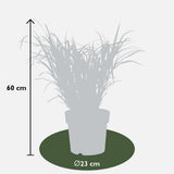 Miscanthus sinensis Strress - Ø 23. - ↕60cm - Ø23 - ↨60cm