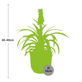 Plante ananas Mon Ami jaune
