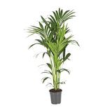 Plante Howea Kentia palmier en pot 21 cm vert