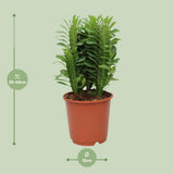Euphorbia Trigona - Ø12c en ↕40cm