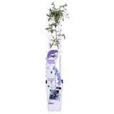 Plante grimpante Clematis Olympia violette