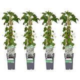 4x - Hydrangea pétiolaris - ↨65cm - Ø15