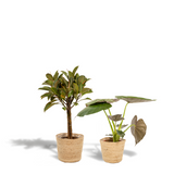 Lot de 2 plantes Ficus elastica et Alocasia vertes