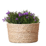 Échelle en osier avec campanulas violettes en pot 12 cm
