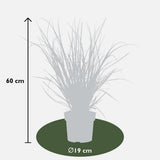 Cortaderia Selloana 'Evita' - Ø19cm - ↕60cm