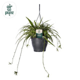 Chlorophytum com 'vittatum' air so pure® - Ø19cm - ↕60cm