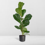 Plante artificielle Ficus Lyrata feuillage large 17 cm