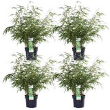 4x Fargesia Rufa - ↨60cm - Ø19