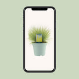 Festuca Glauca Amigold - Ø17cm - ↕30cm