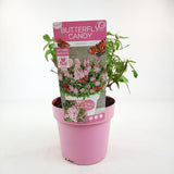 Buddleja Dav. 'Butterfly Candy Little Pink' en pot, vue de face
