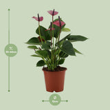Anthurium bébé violet en manche transparente - Ø12cm - ↕36cm