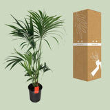 Howea Leinets - Ø24cm - ↕130cm