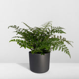 Begonia Parvati - Sierasperge - Ø117cm - ↕30cm