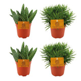 Lot de 4 plantes artificielles vertes et orange