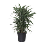 Question dracaena. WARNECKEI - Ø24CM - ↕100CM
