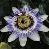 Passiflora bleu - ↨65cm - Ø15