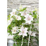 Plante grimpante Clematis Corinne blanche Ø15 cm