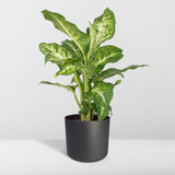 Dieffenbachia Mars - Voleur de Bagdad - Ø17cm - ↕50cm