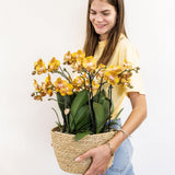 Lot de 3 orchidées oranges Las Vegas en panier en osier 12 cm